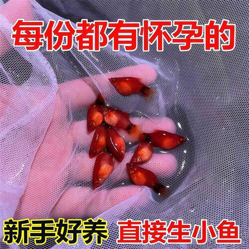 皮球米奇胎生鱼直接生鱼宝宝繁殖火红小型观赏鱼新手好养耐活孔雀