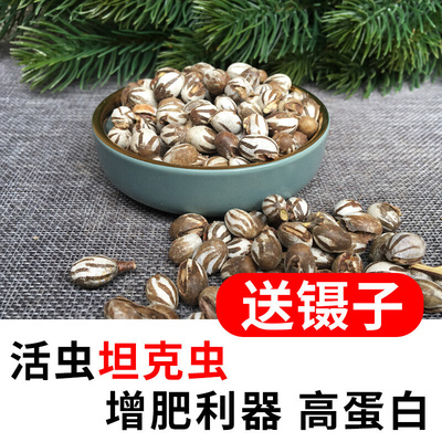 仓鼠吃的坦克虫蜜袋鼯活仓鼠零食虫子虫卵幼虫粮食包邮杨拉罐