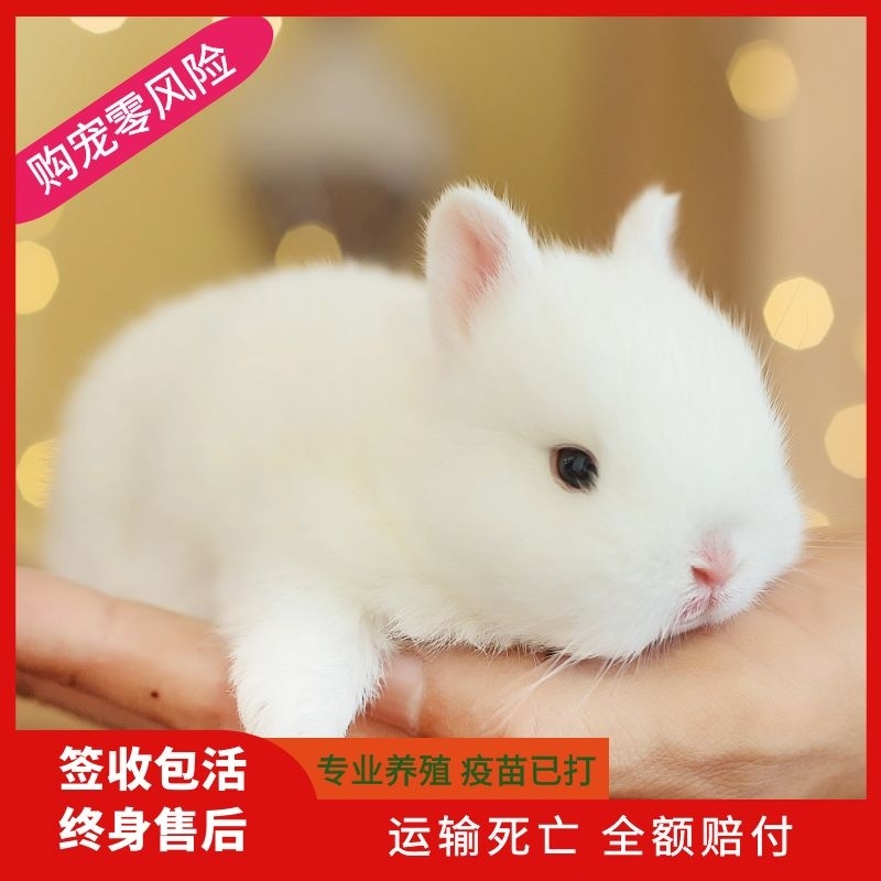 兔子活物凤眼侏儒兔茶杯兔长不大宠物兔垂耳兔猫猫兔迷你兔子活体