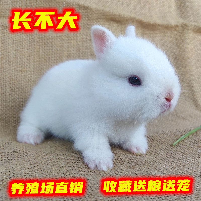 侏儒兔子活物 小型寝室宠物兔蓝眼海棠迷你茶杯兔 荷兰垂耳兔活体