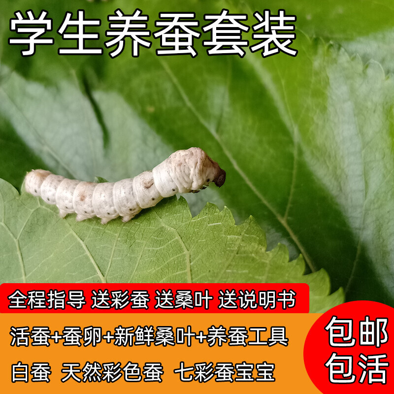 蚕宝宝活体套装新鲜桑叶七彩金丝彩色蚕卵蚕种嫩桑叶学生养蚕工具