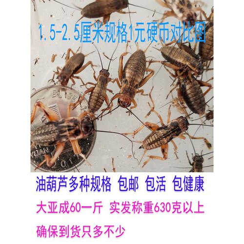 油葫芦蟋蟀黑蛐蛐画眉鸟食爬虫宠物蜥蝎守宫龙鱼胡蜂乌龟活体饲料