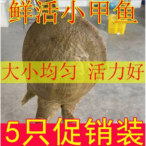 4两-9两 小甲鱼苗活体鲜活淡水养殖中华鳖苗小食用放养套养散养