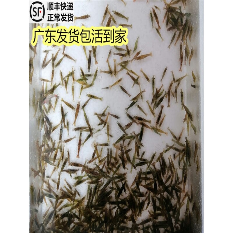 观赏虾淡水 好养黑壳虾活体工具虾除藻黑虾黑壳虾草缸活虾小观赏