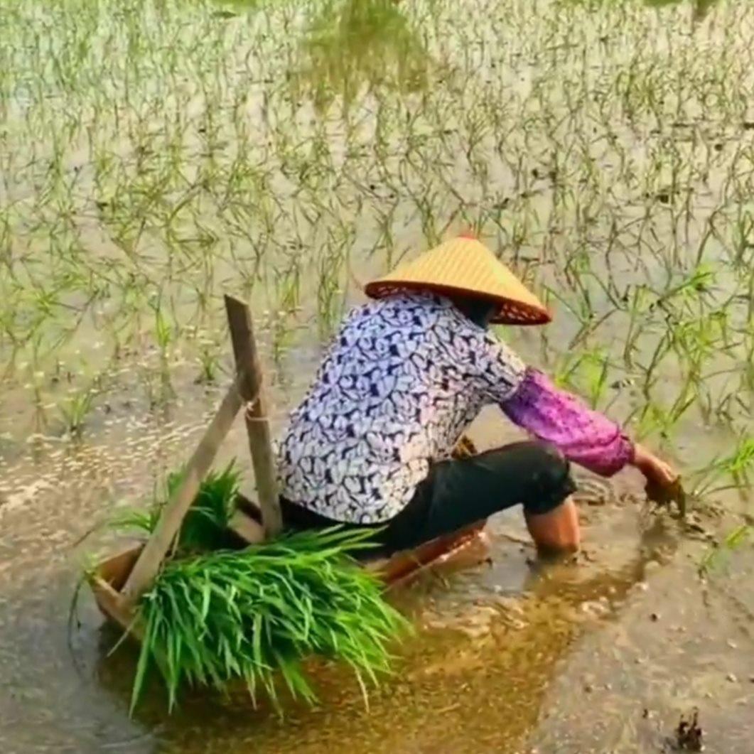 插秧船农民水稻船插秧凳子农用秧马秧凳种田水稻农村农活种植工具