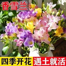 【常年开花】重瓣香雪兰种根盆栽花卉植物绿植花卉大全好养活A06