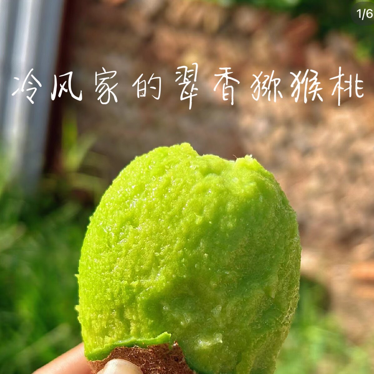 冷风家的翠香猕猴桃现摘现发陕西奇异果/猕猴桃