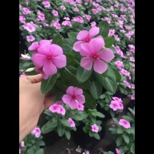 长春花种子花籽日日春种子四季播种开花耐旱阳台花籽盆栽庭院种孑
