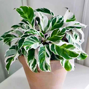 荷兰进口白油画竹芋网红北欧风室内客厅阳台净化空气耐阴好养盆栽
