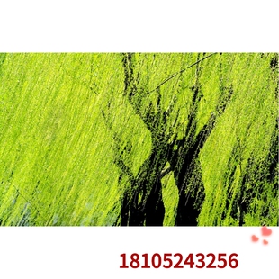 柳树种子金丝柳翠柳垂柳杨柳水曲柳青钱柳白杨摇钱树林木种子