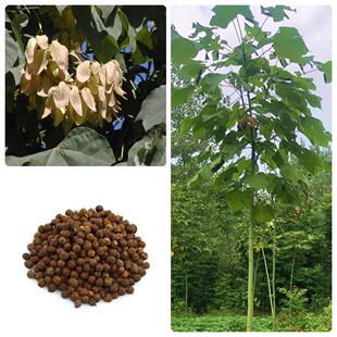 林木种子法桐种子青桐种子油桐大果水桐梧桐树籽泡桐树种子绿化
