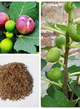 无花果种子四季庭院播种蜜果奶浆果文仙果树苗种子林木种子无花果