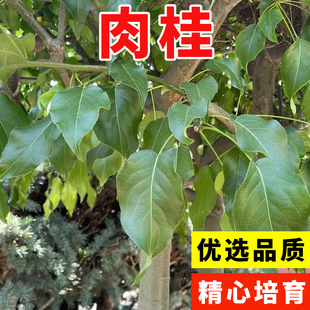 肉桂种子桂皮树苗种子树广东广西桂皮树苗桂核