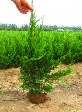 龙柏苗 龙柏小苗 龙柏树苗 小龙柏 龙柏 绿化小苗