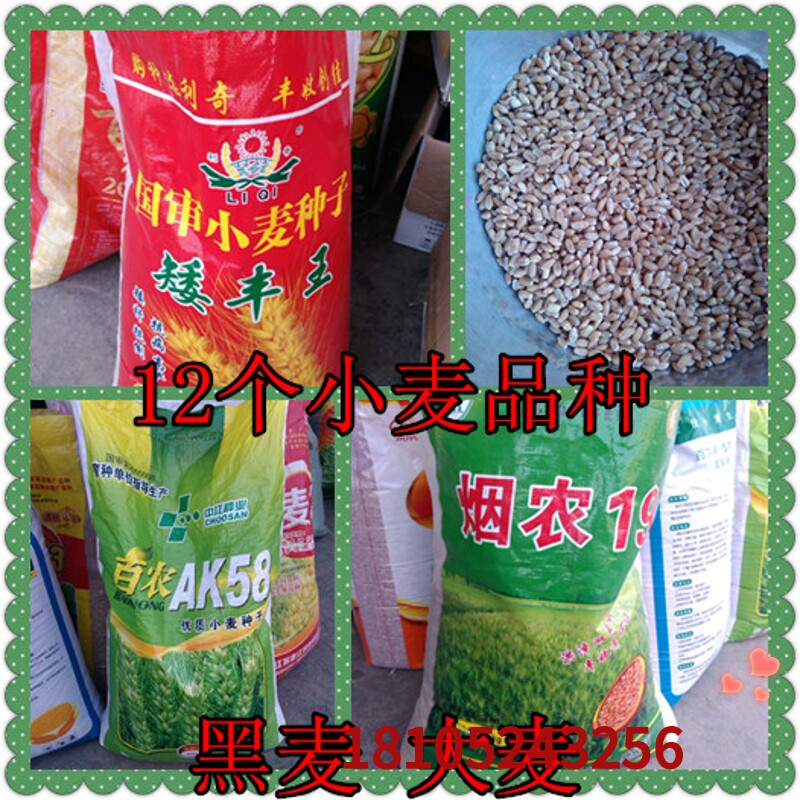 优质小麦种子 黑小麦种子 绿色健康食品紫小麦种子 12个小麦品种