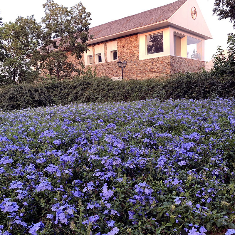 室内阳台垂吊植物花籽盆栽花卉蓝花亚麻种籽子兰花亚麻花卉种子