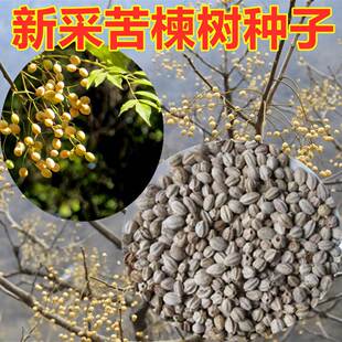 新采苦楝树种子 苦楝种子 楝树紫花树种子楝枣种子苦楝子种籽