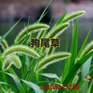 狗尾巴草种狗尾草籽多年生耐旱草种护坡杂草园林绿化观赏草种