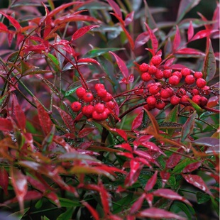 南天竹盆栽树苗室内外老桩盆景庭院别墅高档观叶绿植火焰南天竹苗