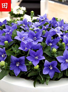 蓝色花卉种子桔梗花种子包袱花铃铛花多年生草本植物耐寒易活四季