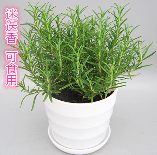 迷迭香盆栽植物迷迪香种植苗海洋之露艾菊迷迭草百里香马鞭草香草