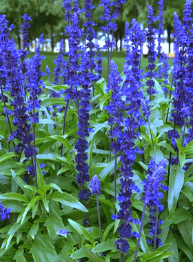 一串兰花种籽子多年生兰花鼠尾草种子四季蓝色花卉阳台盆栽植物