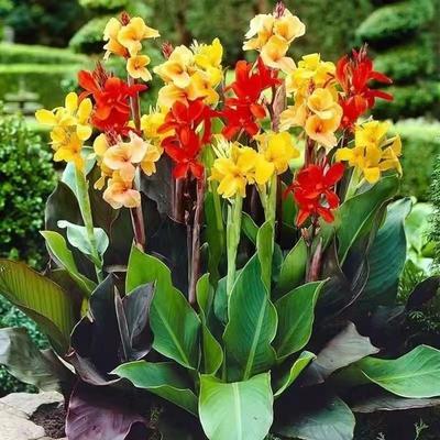 美人蕉苗美人蕉种球花根四季多年生花卉植物美人蕉花苗带芽根茎