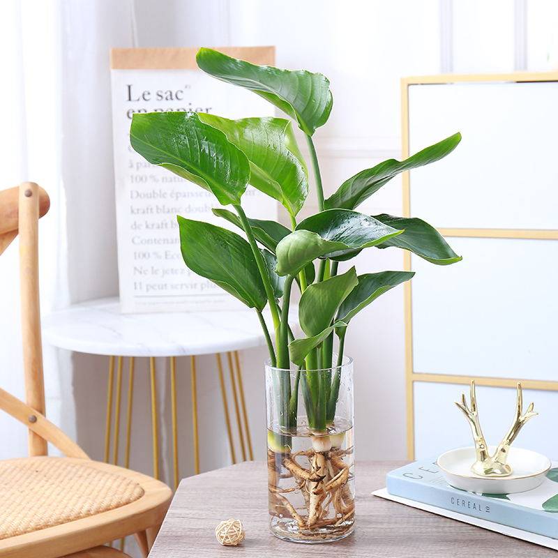 天堂鸟水培植物春羽龟背竹鸭脚木室内桌面四季长青水养花卉大绿植