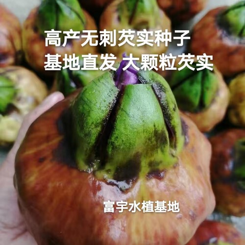高产芡实种籽鸡头米鸡头果种子苏芡欠实苗茨实鸡头莲梗杂交大颗粒
