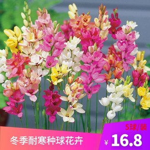 玉米百合种球荷兰进口多年生花卉秋植球根花园阳台鸢尾科观花球茎