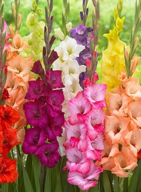 剑兰种球多年花卉盆栽十三太保唐菖蒲四季庭院室外易种植物球根