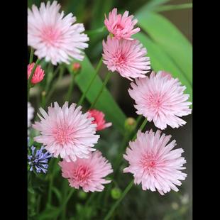 桃色千本蒲公英种子观赏粉色天竺还阳参菊花种子庭院室外盆栽花卉