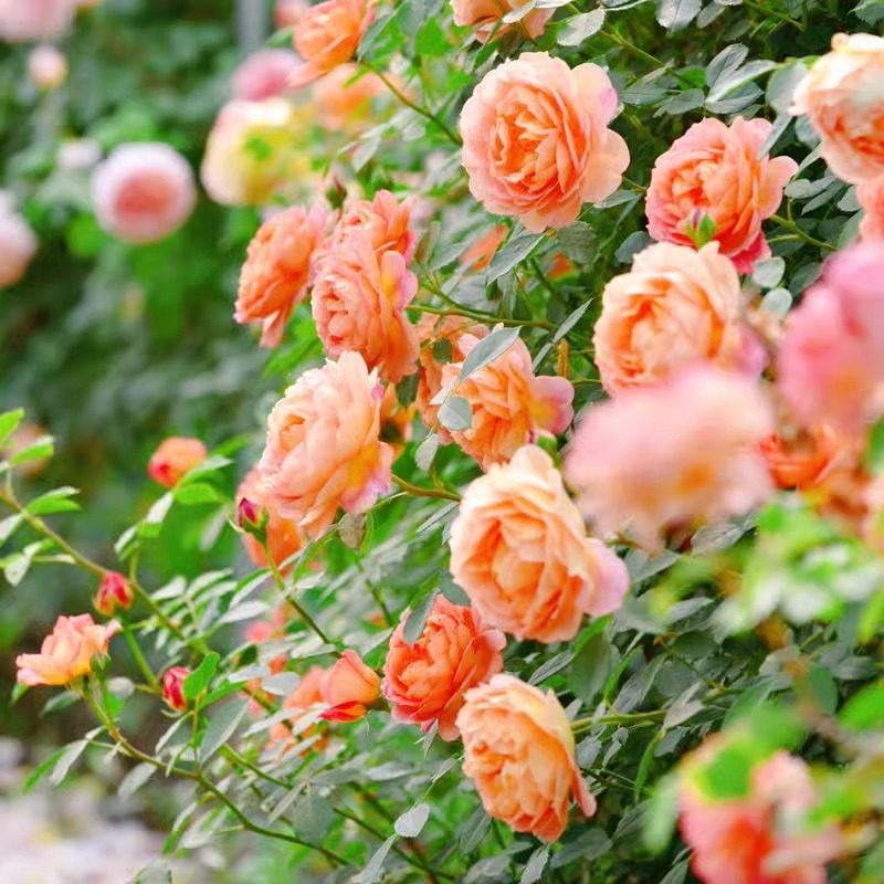 蔷薇花苗藤本月季果汁阳台盆栽庭院爬藤草莓杏仁饼玫瑰四季开花卉