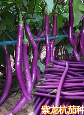 杭茄一号长茄种子青圆绿黑紫色特大烧烤茄子春夏秋四季蔬菜种籽孑
