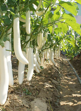 白玉长茄种子苗绿茄子圆黑紫色长茄线茄种籽大全春四季秧苗蔬菜孑