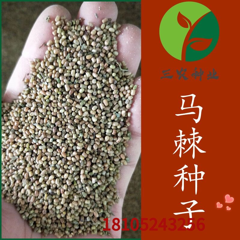 马棘种子胡枝子柠条护坡园林绿化草籽高速公路边坡防护灌木草种子