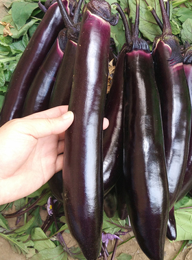 长茄子种籽种子苗圆黑紫色长茄五彩茄子传统老品种茄子籽易活蔬菜