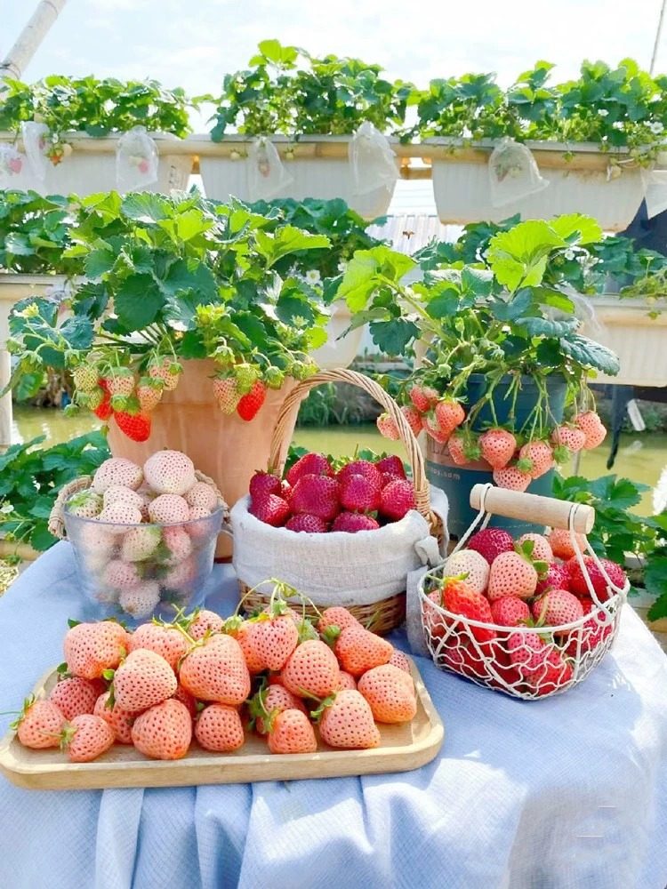 四季奶油草莓种籽子孑可食用阳台章姬红颜草莓盆栽室内外花种子