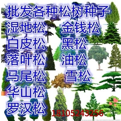 新采 松树种子 油松种子 雪松 华山松 白皮松 林木种子