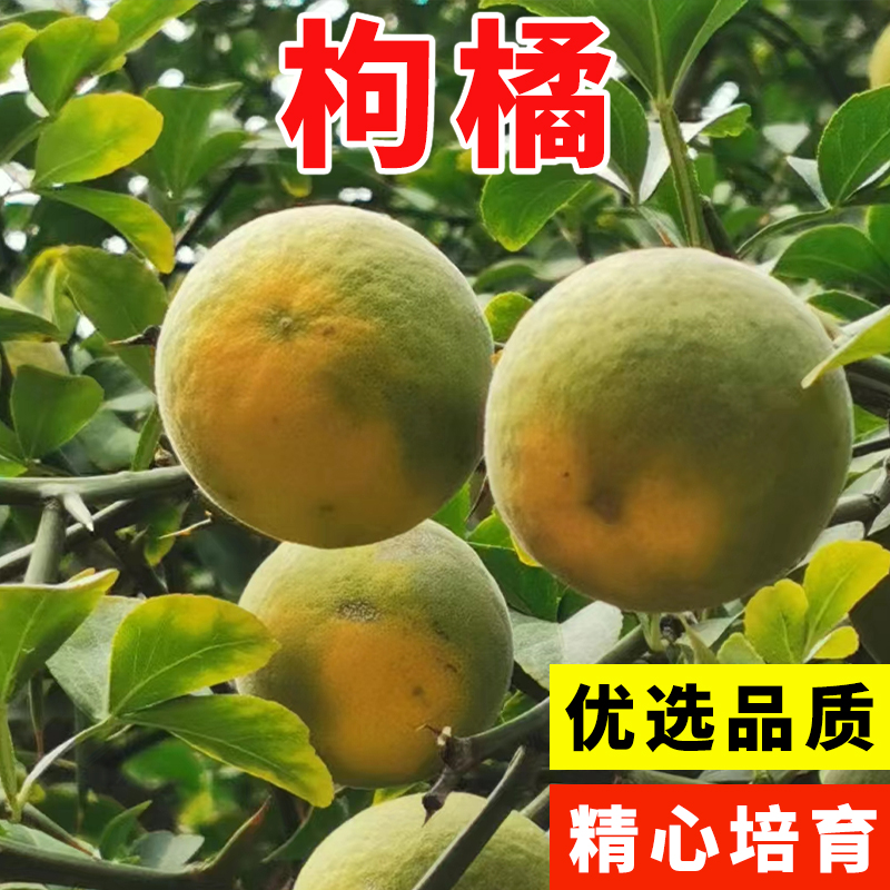 枸橘种子小叶香橙四川红桔柠檬嫁接柑桔沙糖桔沃柑脐橙积壳枳壳籽