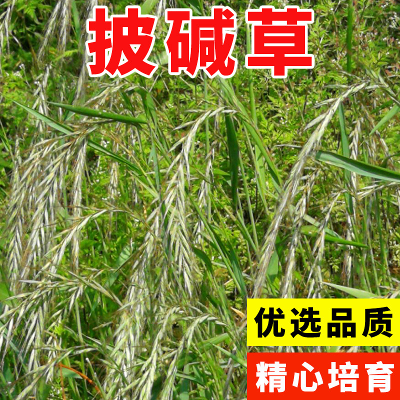 披碱草种子 碱茅草 抗风沙耐旱耐盐碱草籽耐寒多年生四季牧草种籽