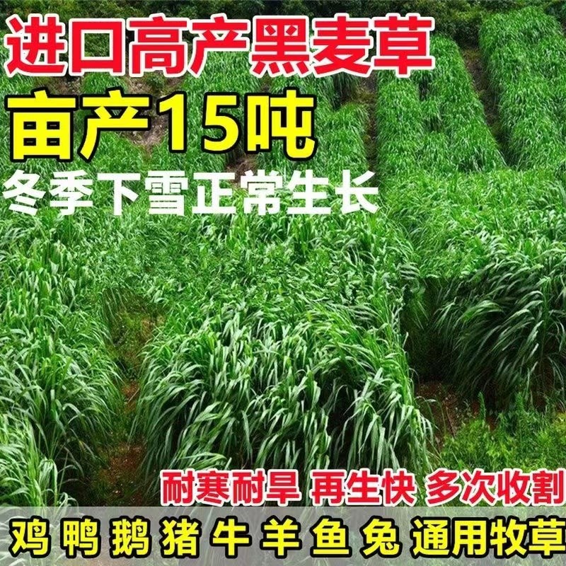 黑麦草子种多年生冬牧70牧草种籽四季青草种子喂鸡鸭牛羊猪鱼草种