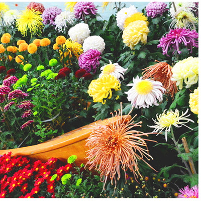 千头菊花苗菊花盆栽美人菊波斯女王菊小雏菊九月菊大菊花四季开花