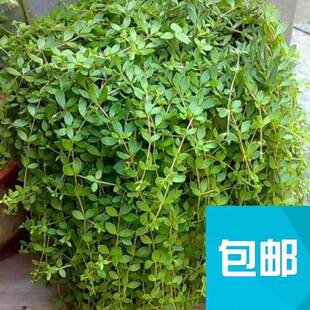 垂盆草种子四季长青护坡花坛吊兰种子菜种子易播