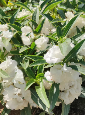 白色重瓣凤仙花种籽花卉秋天种的花四季播种开花阳台院子里花种子