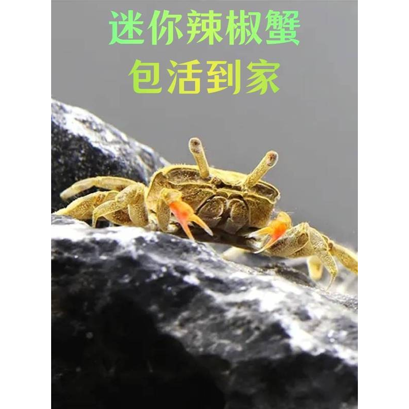 宠物蟹辣椒蟹迷你蟹观赏蟹活体吃虫除藻萌宠鱼缸爬行底栖淡水蟹