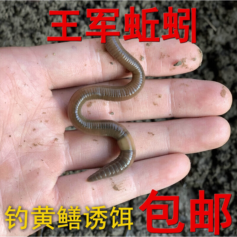 黑蚯蚓活体青蚯蚓鲜活臭蚯蚓黄鳝蚯蚓特大骚蚯蚓松土蚯蚓地龙活饵