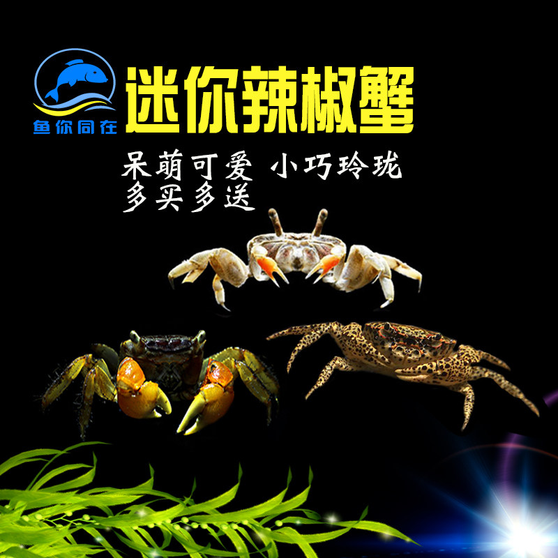观赏蟹活体宠物活螃蟹迷你辣椒蟹相手蟹恶魔蟹蜘蛛蟹豹点蟹寄居蟹