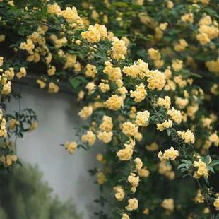 黄色木香花室内外浓香花卉白色七里香阳台垂吊爬藤植物