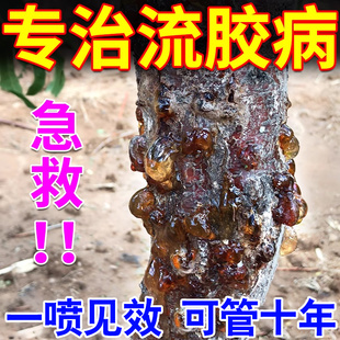 桃树流胶病专用药果树杏树李柚子樱桃树流胶一喷净疮痂病穿孔杀菌